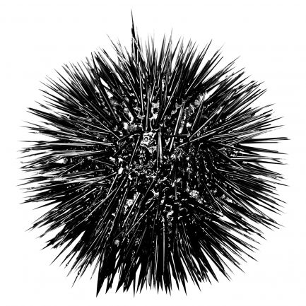 15 sea urchin
